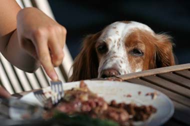 Dog-Begging-for-Food